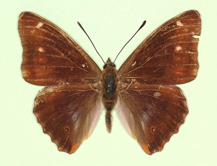 Apatura iris male (aberrant form lugenda 2) (Internet Image property of respective owner, non-commercial use only)